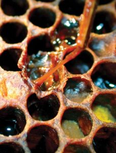 Honeybee Diseases Beekeepers Should Know About Image